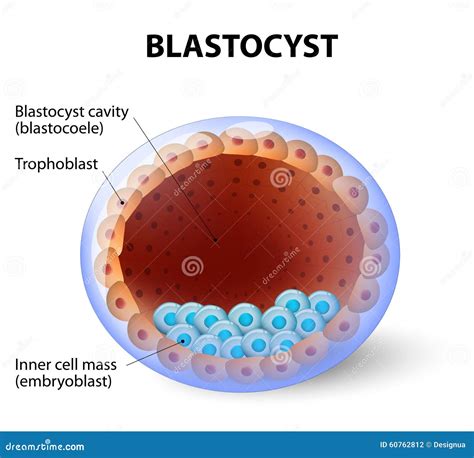 art and the human blastocyst art and the human blastocyst Reader