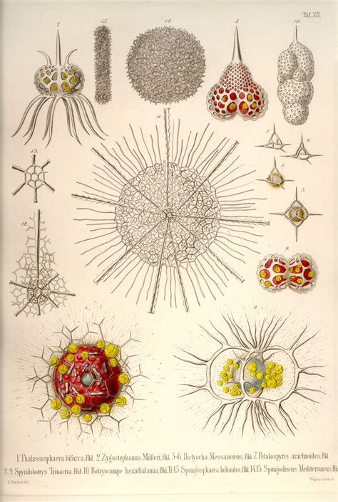 art forms from the ocean the radiolarian prints of ernst haeckel Reader
