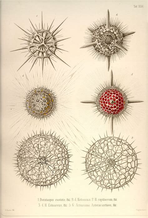 art forms from the ocean the radiolarian prints of ernst haeckel Reader