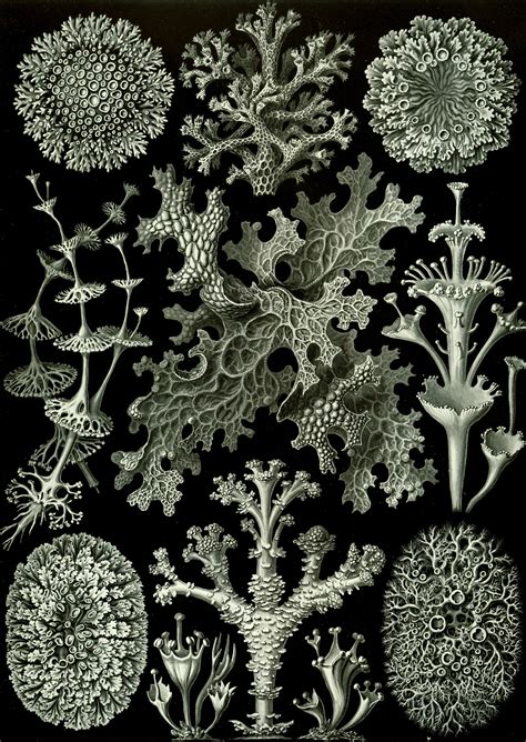 art forms in nature the prints of ernst haeckel Epub