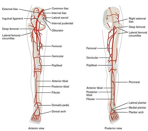 arteries of the lower extremity