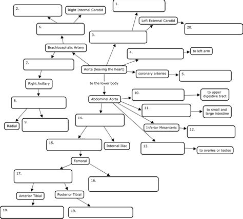 artery concept map answer key Epub