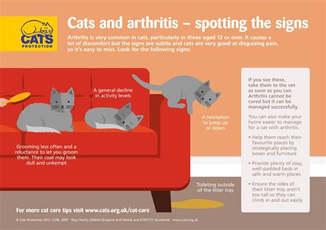 arthritis in cats treatment