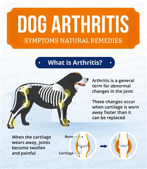 arthritis in dogs legs