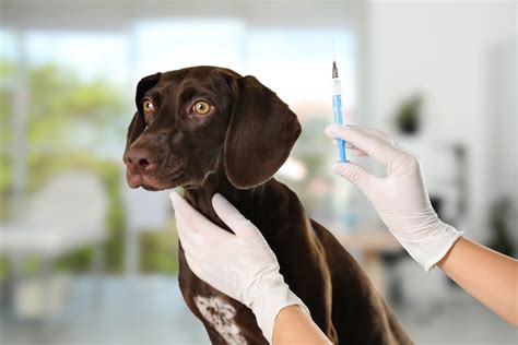 arthritis injections for dogs