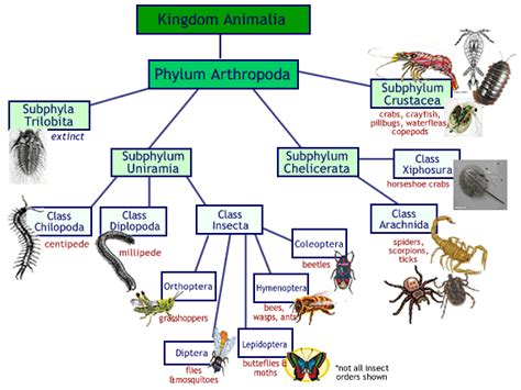 arthropod vocabulary study guide Reader