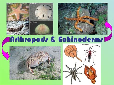 arthropods and echinoderms answers pearson Kindle Editon
