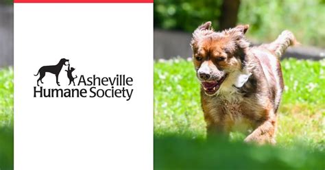 asheville humane