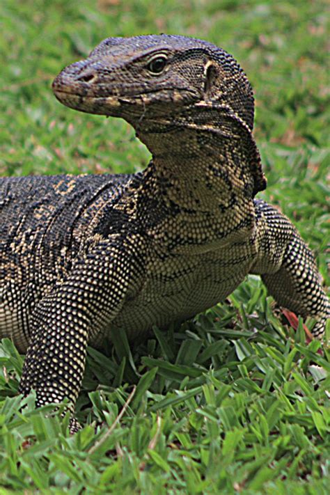 asian water monitor