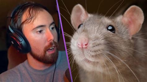 asmongold using a rat as a stream alarm