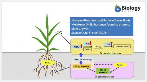 assimilation environmental science