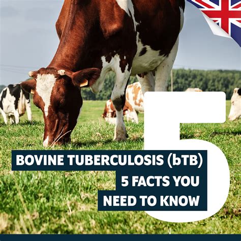association human bovine tuberculosis Epub