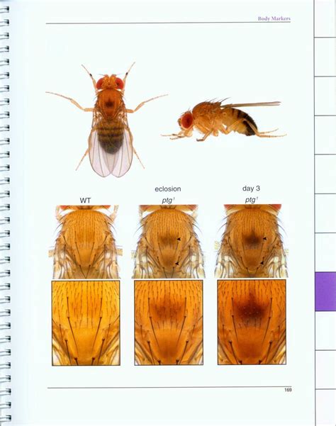 atlas of drosophila morphology wild type and classical mutants Epub
