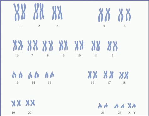 atlas of human chromosome heteromorphisms PDF