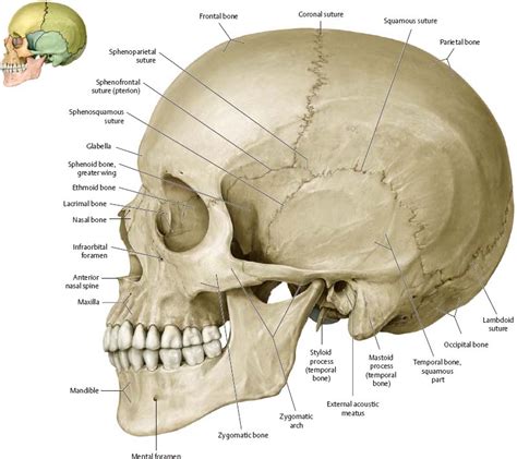 atlas of the human skull atlas of the human skull Doc