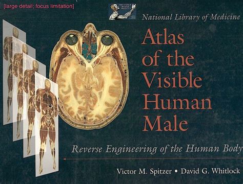 atlas of the visible human male atlas of the visible human male Doc