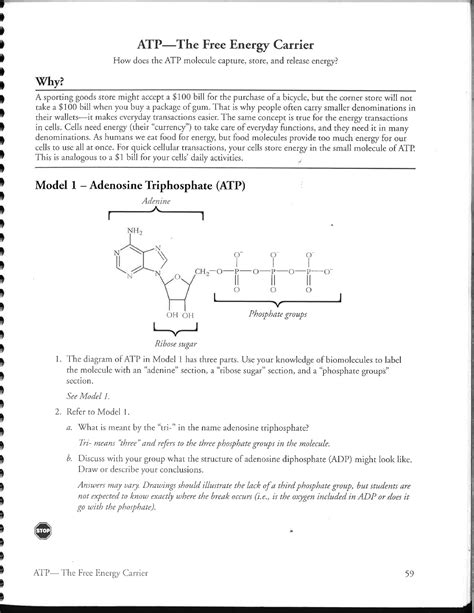 atp energy pogil answers PDF