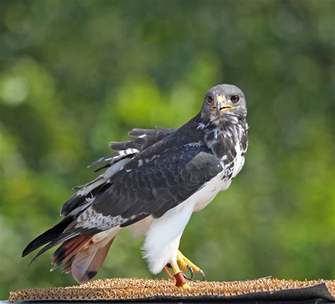 augur buzzard