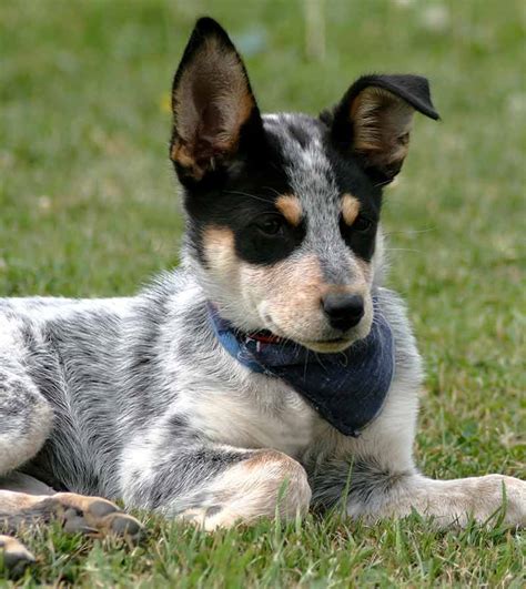 austin australian cattle dog blue heeler rescue