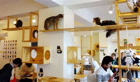 austin tx cat cafe