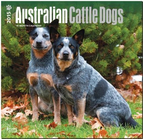 australian cattle dogs 2015 square 12x12 multilingual edition Reader