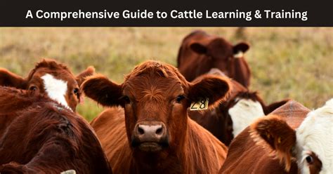 australian cattle training guide include PDF