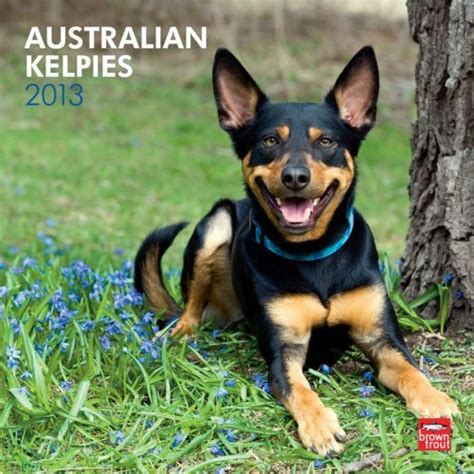 australian kelpies 2015 square 12x12 multilingual edition Kindle Editon