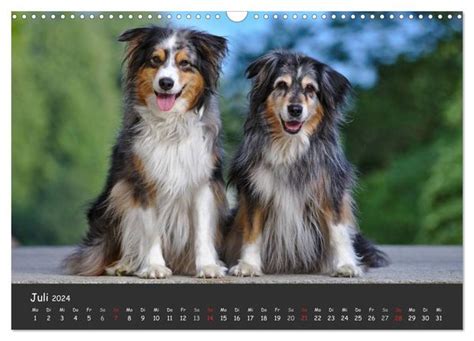 australian shepherd 2016 wandkalender quer Epub