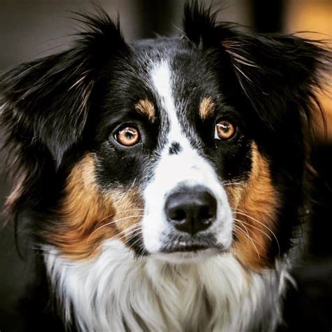 australian shepherd and collie mix dogs