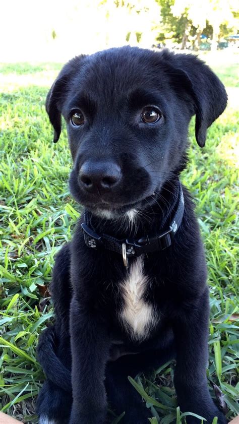 australian shepherd black lab mix