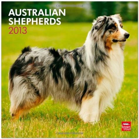 australian shepherds 2013 square 12x12 wall multilingual edition Kindle Editon