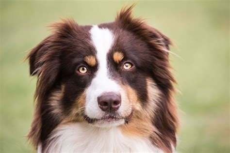 australian shepherds australian shepherds Reader