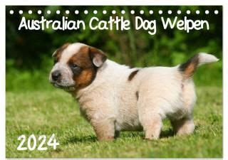 australian terrier welpen tischkalender 2016 PDF