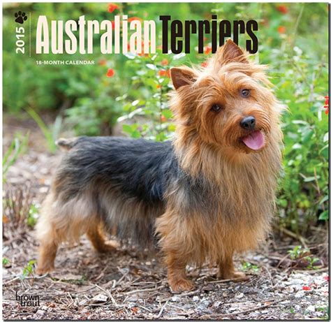 australian terriers 2015 square 12x12 multilingual edition Doc