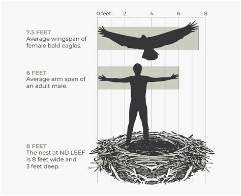 average wingspan