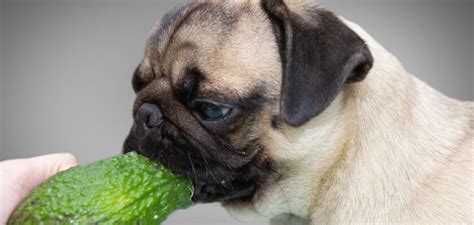 avo bad for dogs