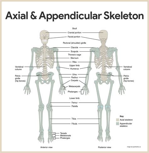 axial appendicular skeleton diagram pdf PDF