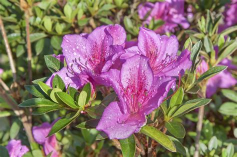 azalea fertilizing