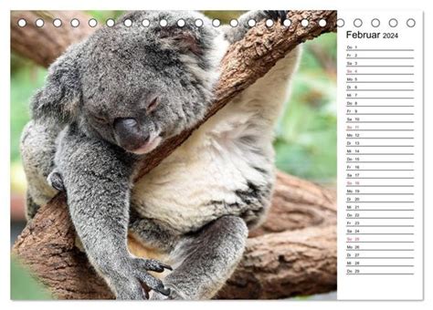 b rig australien tischkalender teddyb ren monatskalender Reader