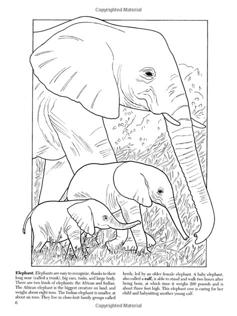 baby animals coloring book dover coloring books PDF