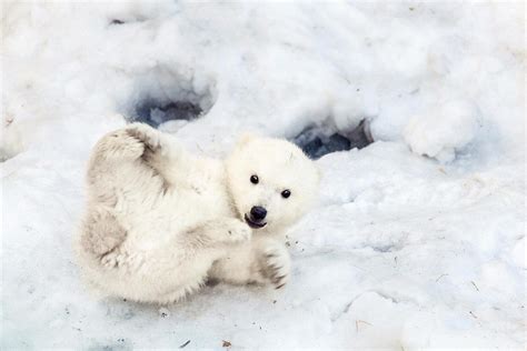 baby animals of the frozen tundra natures baby animals Reader