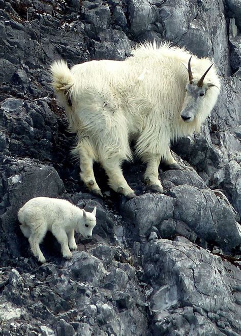 baby animals of the mountains natures baby animals PDF