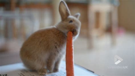 baby bunny gets a carrot jordana luck Reader