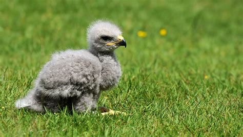 baby buzzard manual guide Reader