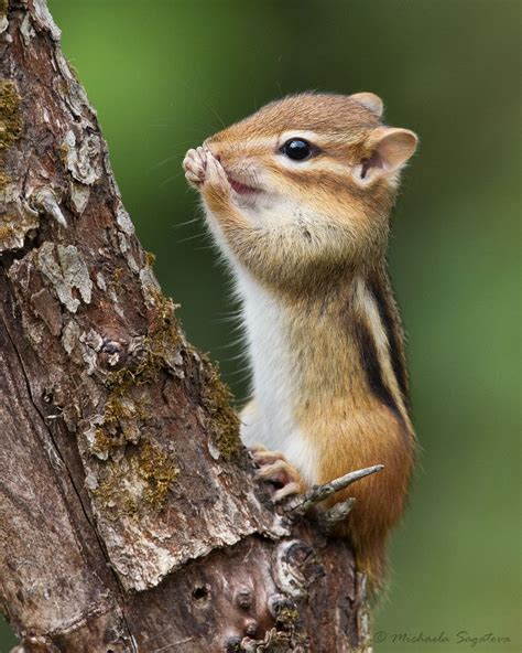 baby chipmunks its fun to learn about baby animals Epub