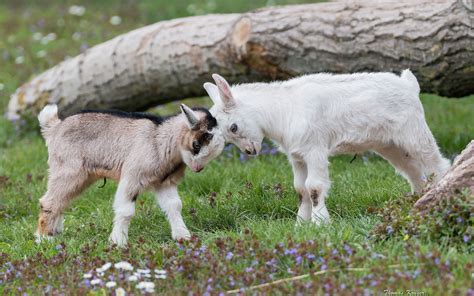 baby mountain sheep nature babies Kindle Editon