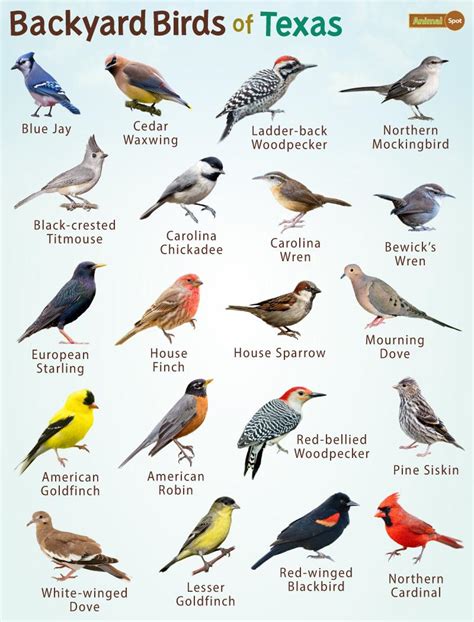 backyard birds williamson county texas Epub