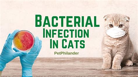 bacterial infection in cats