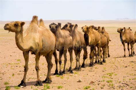 bactrian camel a day in the life desert animals Kindle Editon