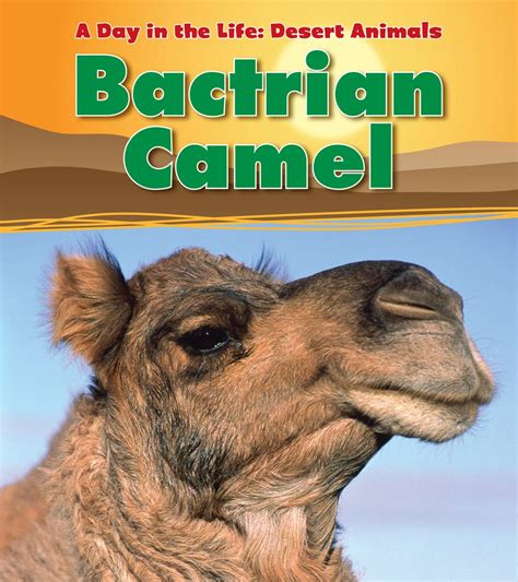 bactrian camel a day in the life desert animals Kindle Editon